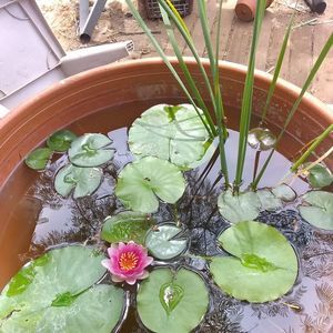 Meet your Posher, Cherrity